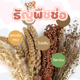 [ส่งใน1-2วัน] ธัญพืชสำหรับสัตว์เลี้ยง มิลเล็ต ก้าน Flax ข้าว…