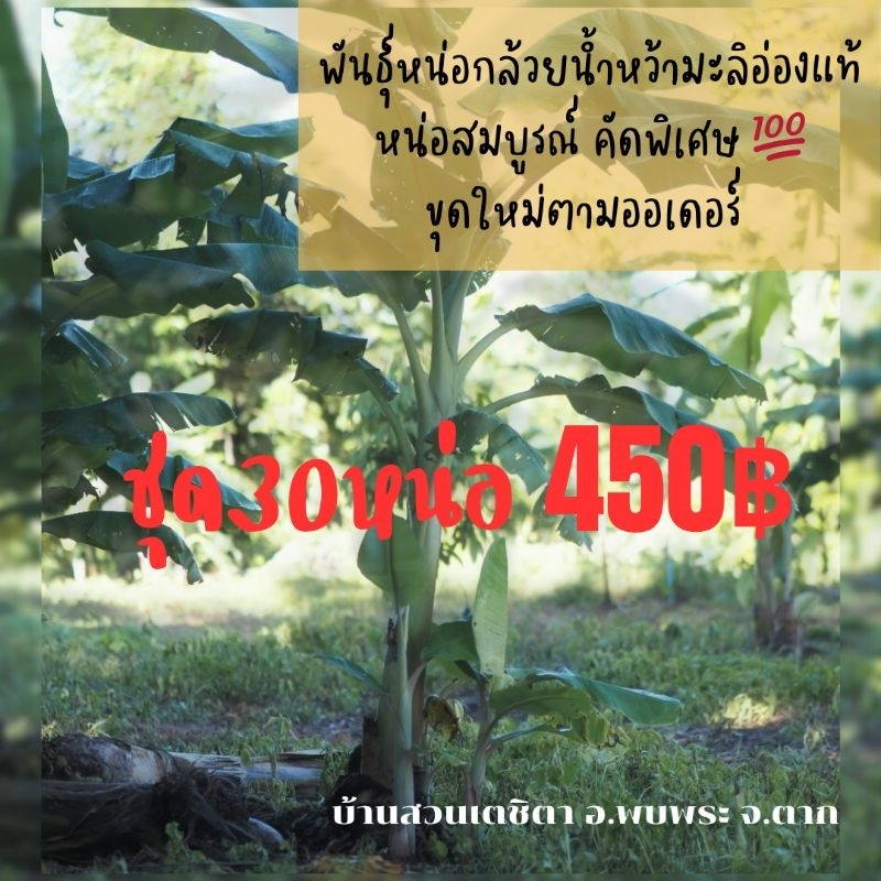 หย่อกล้วยน้ำว้าพันธุ์มะลิอ่องแท้ ชุด30หน่อ450บาท