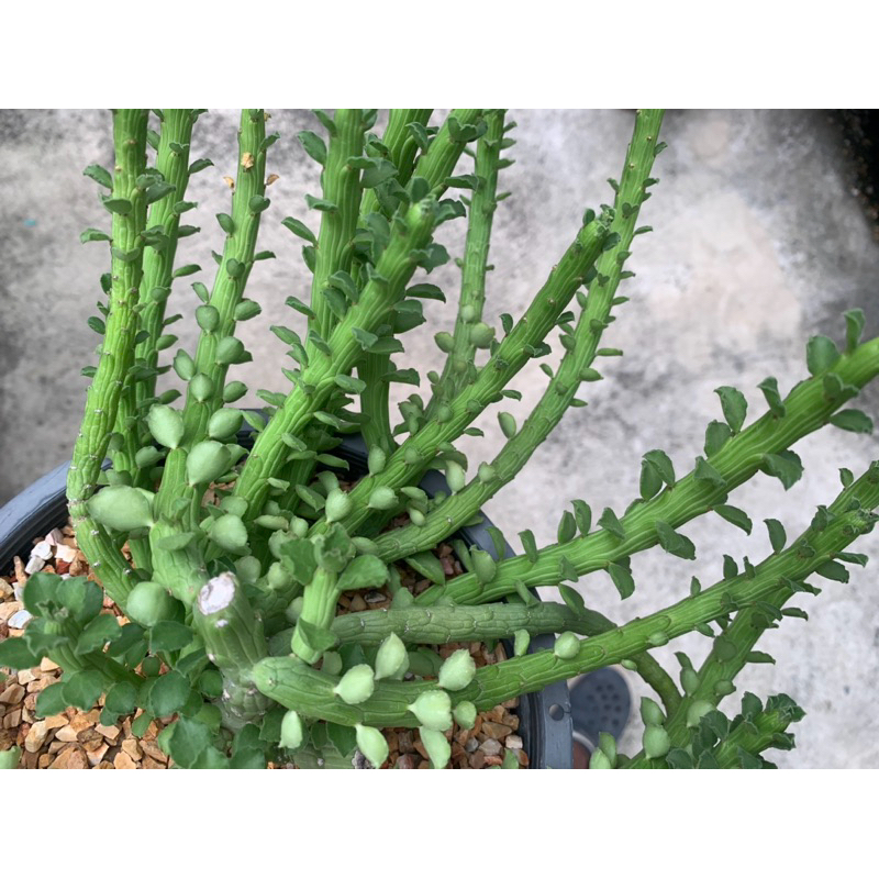 ยูโฟเบีย ถั่วของแจ๊ค (Euphorbia Bisellenbeckii) ตัดสด