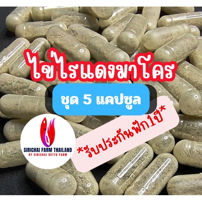 ไข่ไรแดงมาโคร ชุด5แคปซูล ฟักง่ายขยายไว