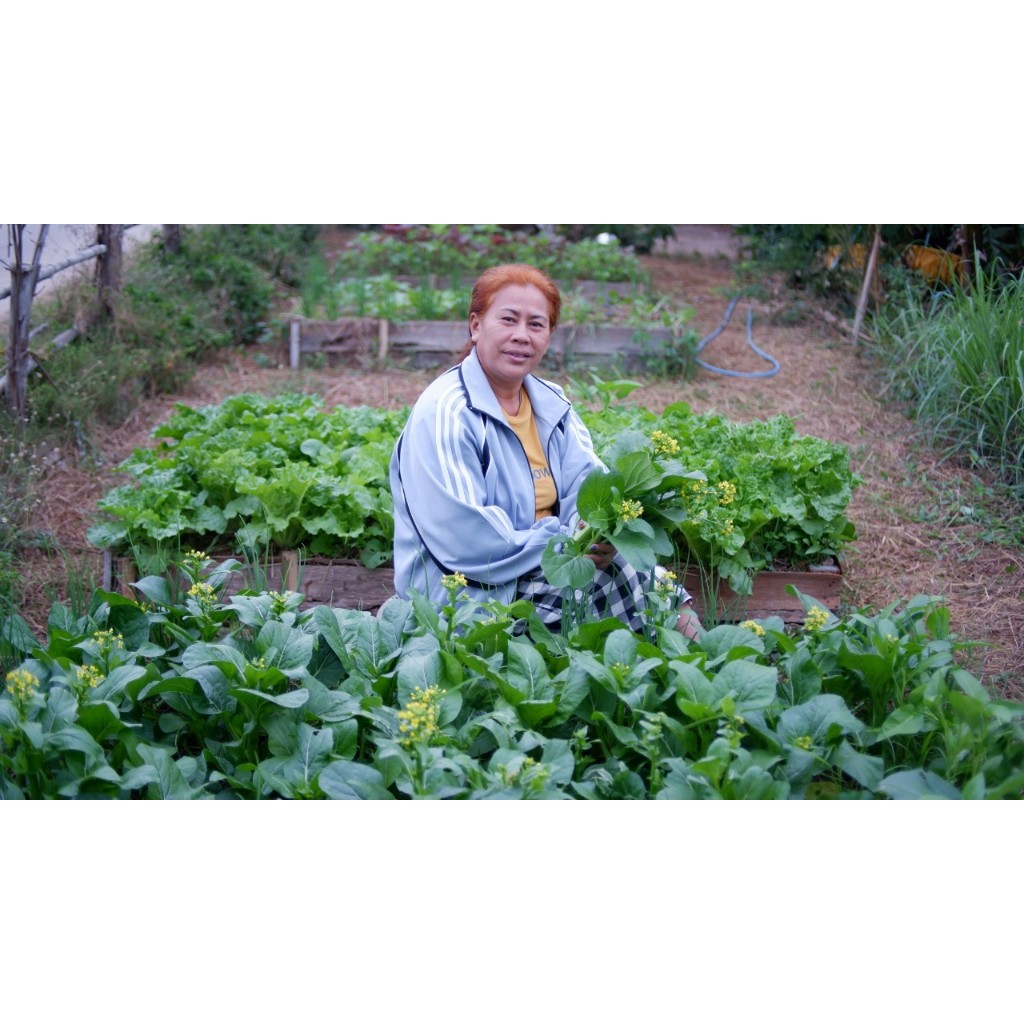 หมวดผักไทยอื่นๆ พร้อมวิธีปลูก วิธีปรุงดิน ให้คำแนะนำตลอดการปลูก ด้วยคลิปวีดีโอ - รูปที่ 5