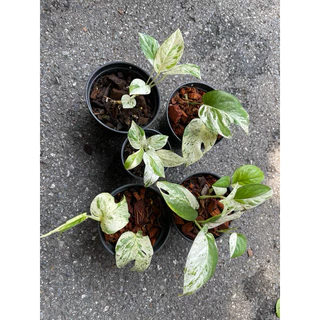 อิพิมาเบิ้ล Epipremnum pinnatum marble Variegated ส่งพร้อมกระถาง 3-4“