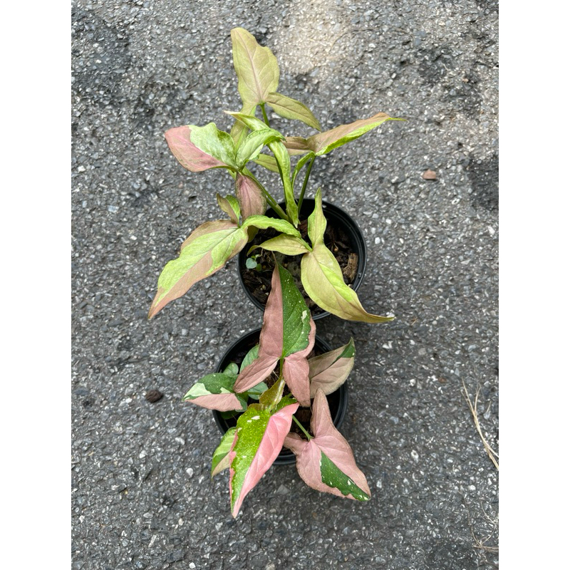 ไตรคัลเลอร์ Syngonium red spot tricolor เงินไหลมาสามสี กระถาง 3-4“ – โปรปัง