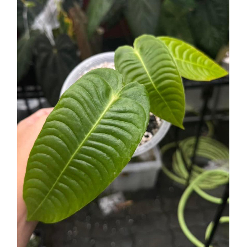 anthurium veitchii super narrow (king super)