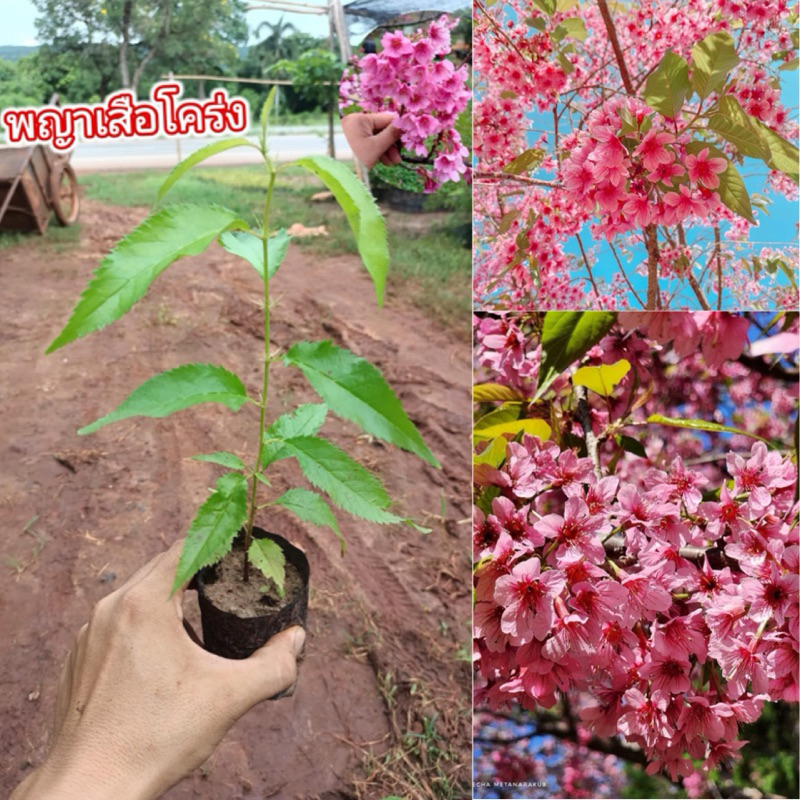 ต้นซากุระเมืองไทย พญาเสือโคร่ง ต้นส่ง20-30เซน สินค้าพร้อมส่งจ้า