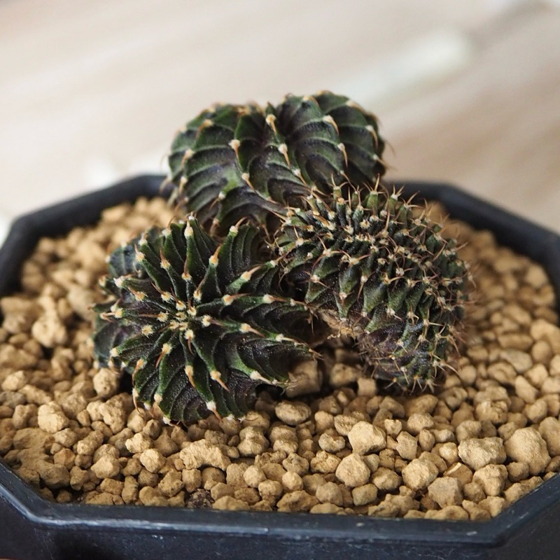 LB2178 ไม้เมล็ด แฝด+คริส ไม้สะสม แคคตัส กระบองเพชร จัดส่งแบบถอดกระถาง