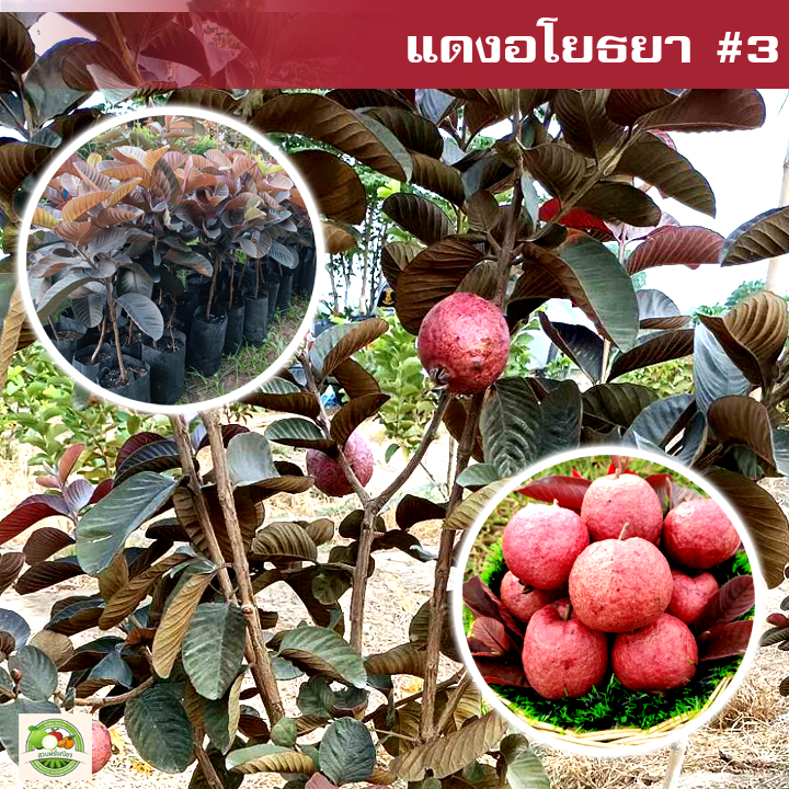 ฝรั่งแดงอโยธยา3 ต้นเสียบยอด พันธุ์แท้ สูง 50-60 เซนติเมตร