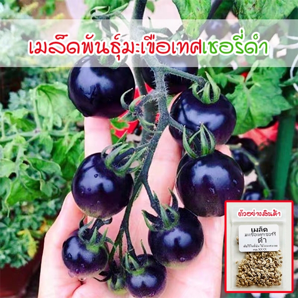 เมล็ดพันธุ์ Black Cherry Tomato มะเขือเทศเชอรี่ดำ 8-25 เมล็ด ปลูกง่าย รสหวาน (ซื้อ 10 แถม 1 คละได้)