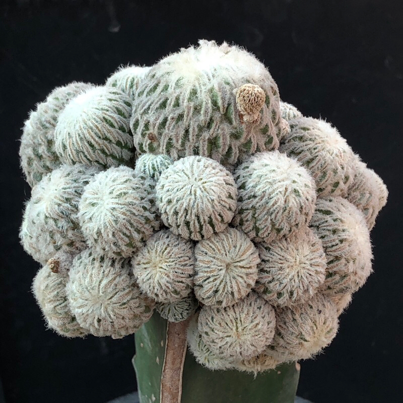 🌵แคคตัส เปเล่มอนส์ Pelecyphora aselliformis f. monstruosa cactus ไม้กราฟ จำนวน 1 ต้น