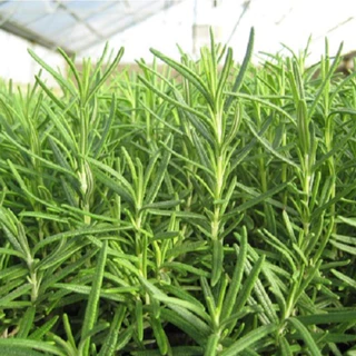 เมล็ดพันธุ์ โรสแมรี่ Rosemary Seed 20 เมล็ด คุณภาพดี ของแท้ 100%