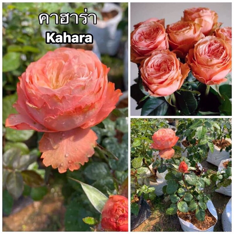 กุหลาบ-คาฮาร่า “Kahara”  สีส้ม กลีบดอกหนา ซ้อนกันเป็นทรงถ้วย บานทน