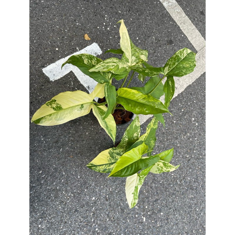 เงินไหลมาด่างเหลือง คละต้น ไหลเหลือง Syngonium aurea ส่งพร้อมกระถาง 3-4“