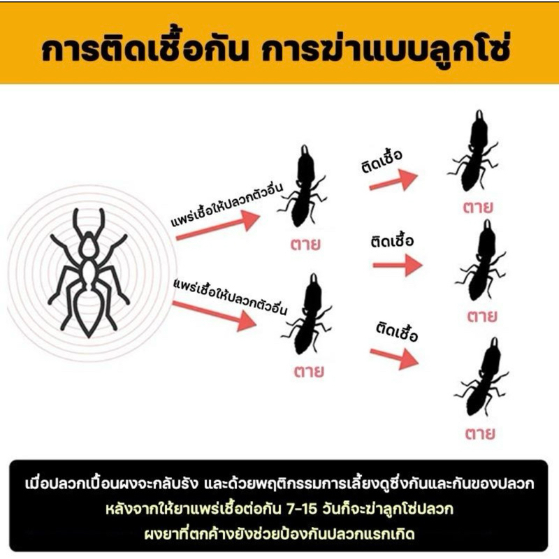 กำจัด ปลวก มด ตายยกรัง 1ลิตรฟรี1ลิตร - รูปที่ 5