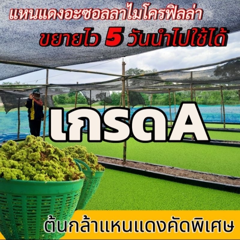 😍☘️แหนแดงไมโครฟิลล่า ***คัดพิเศษ 1 กิโลกรัม***