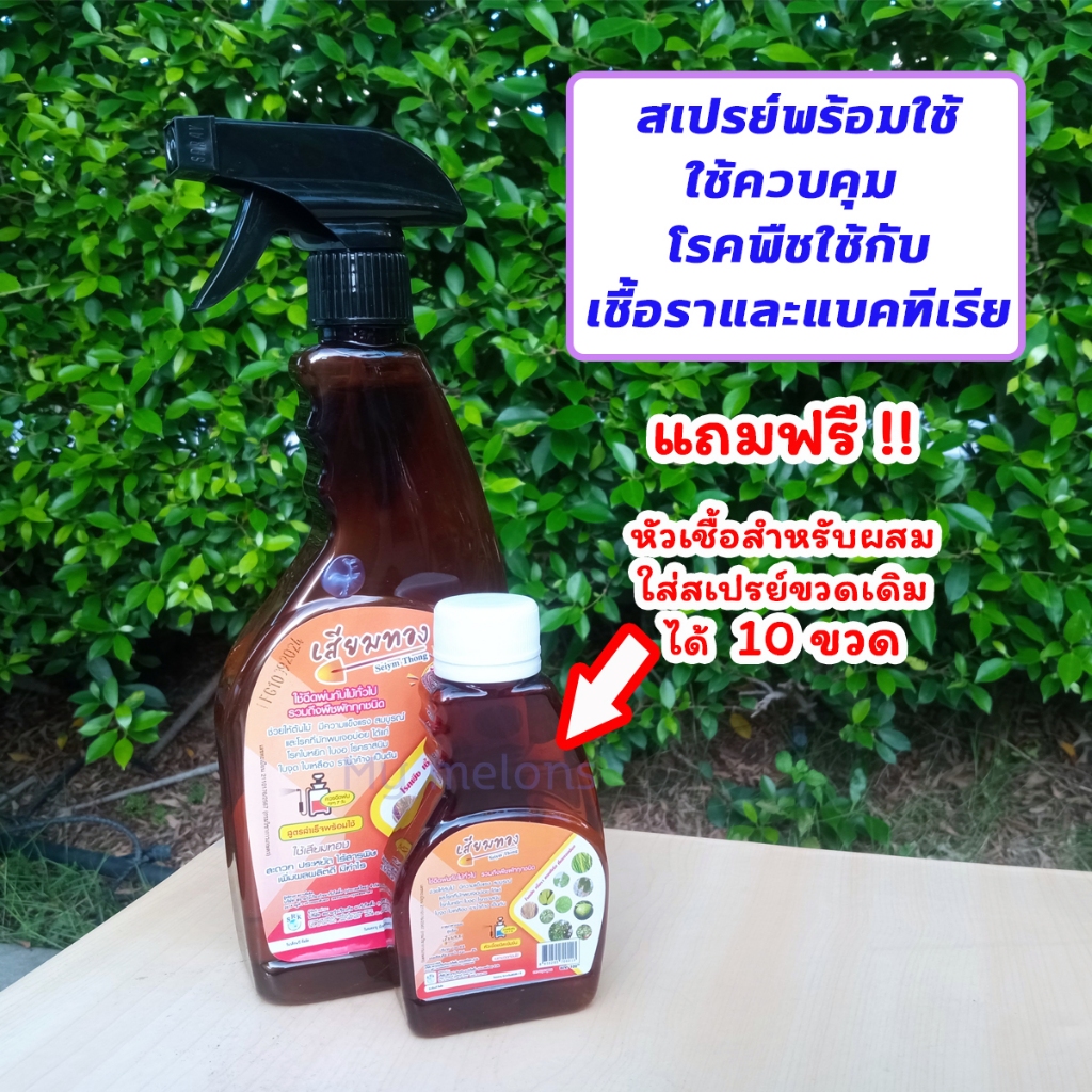 สเปรย์พร้อมใช้ 500ml สำหรับป้องกันกำจัดเชื้อรา แบคทีเรีย (ตราเสียมทอง)แถมฟรีหัวเชื้อสำหรับผสมใส่สเปรย์ขวดเดิมได้ 10ขวด