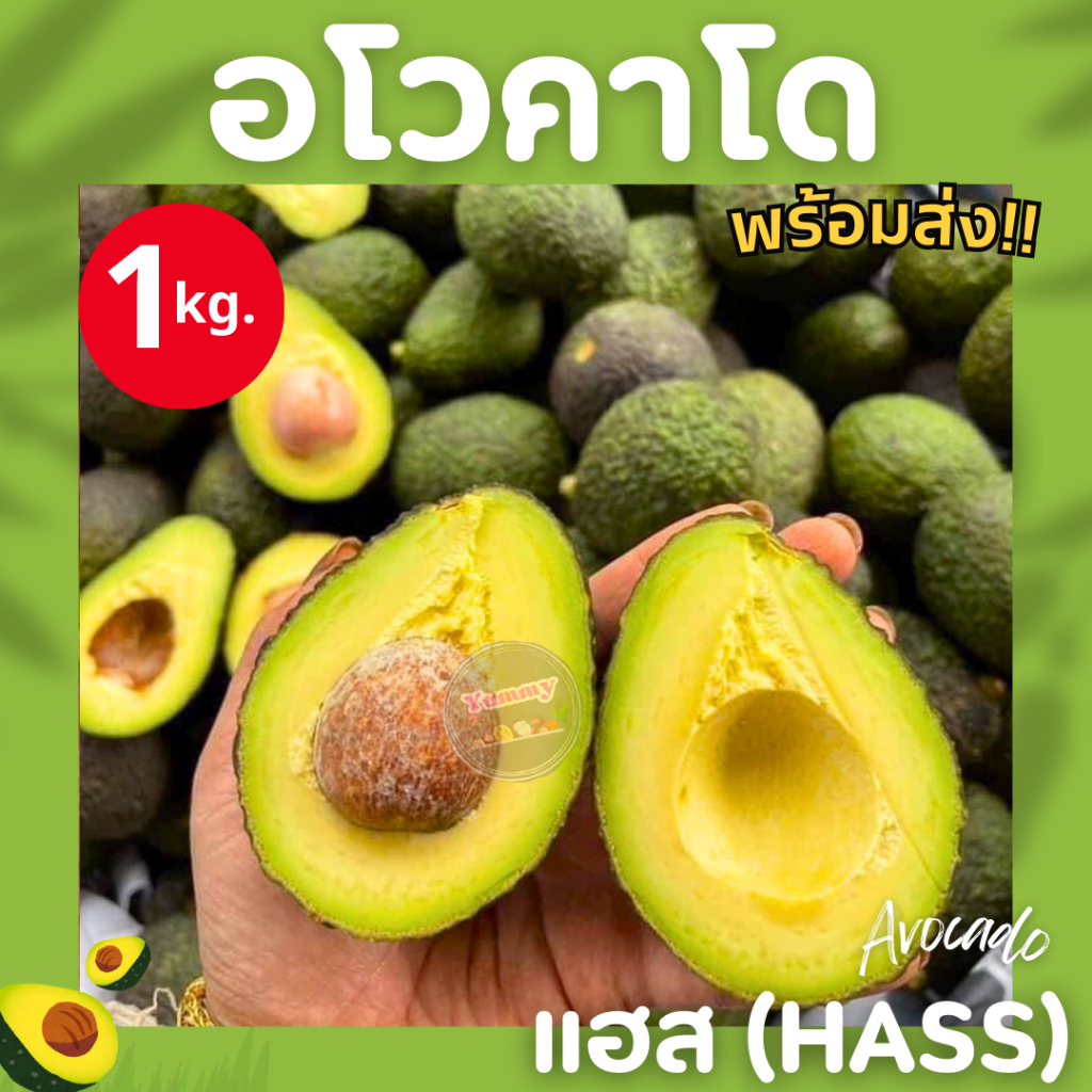 อโวคาโด แฮส Hass ผลไม้ อะโวคาโด้ เก็บสดตามออเดอร์ อโวคาโด้ จากดอย อร่อย เหนียว มัน อโวคาโด้ อาโวคาโด้ ผลไม้สด พร้อมทาน