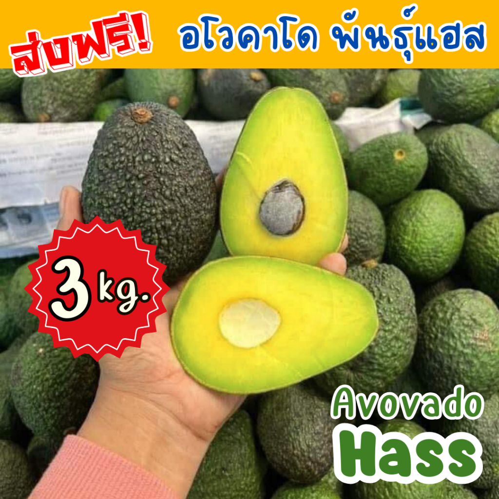 Mungkung !! พร้อมส่ง (3kg.) 🔥  อโวคาโด พันธุ์แอส Avocado Hass อร่อย เหนียว มัน เก็บสด จากดอย อะโวคาโด อะโวคาโด้ ผลไม้สด