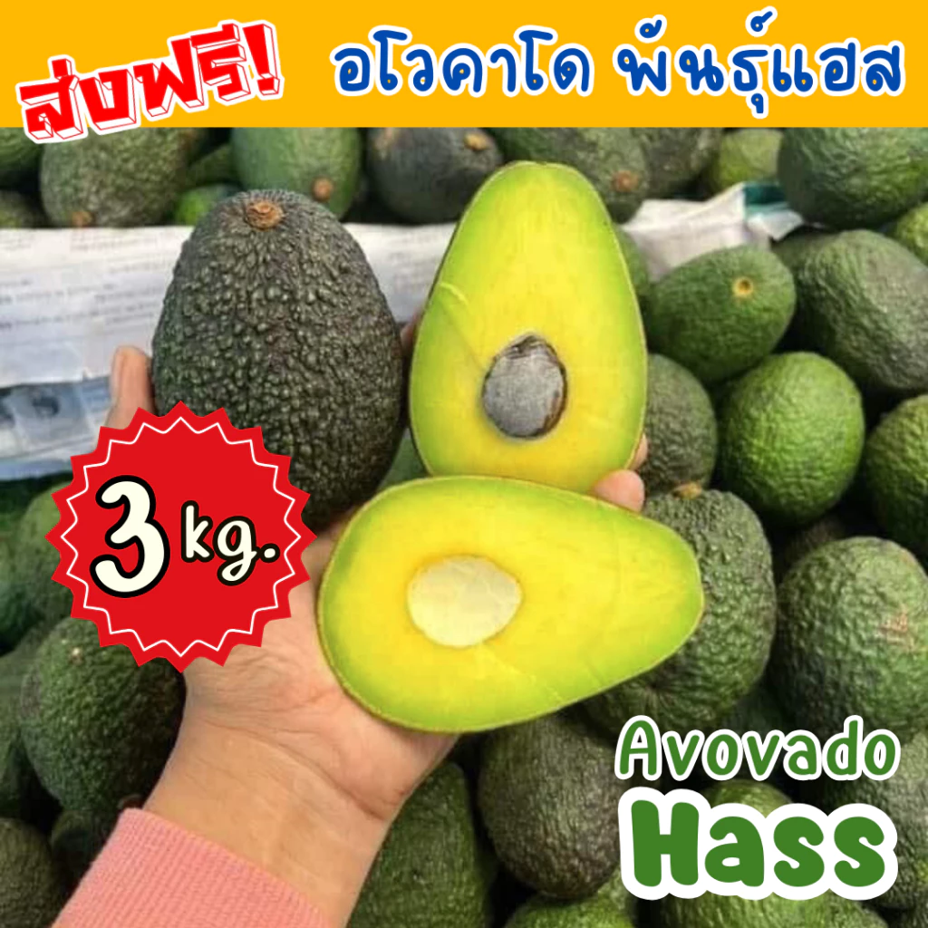 Mungkung !! พร้อมส่ง (3kg.) 🔥 อโวคาโด พันธุ์แอส Avocado Hass อร่อย เหนียว มัน เก็บสด จากดอย อะโวคาโด อะโวคาโด้ ผลไม้สด