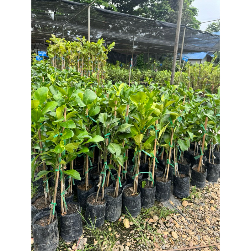 #ต้นส้มโอขาวน้ำผึ้ง เสียบยอด สูงราว 60-70 เซน ให้ผลไว1-2ปี - รูปที่ 7