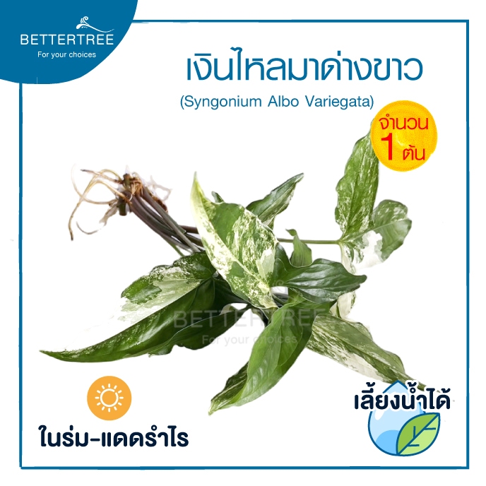 เงินไหลมาด่างขาว(จำนวน 1 ต้น)เลี้ยงน้ำได้  ความยาวต้นประมาณ 25 cm  ไม้มงคล ไม้ฟอกอากาศ ราคา ถูกที่สุด ดีลบีเคเค แกลเลอรีภาพที่ 2