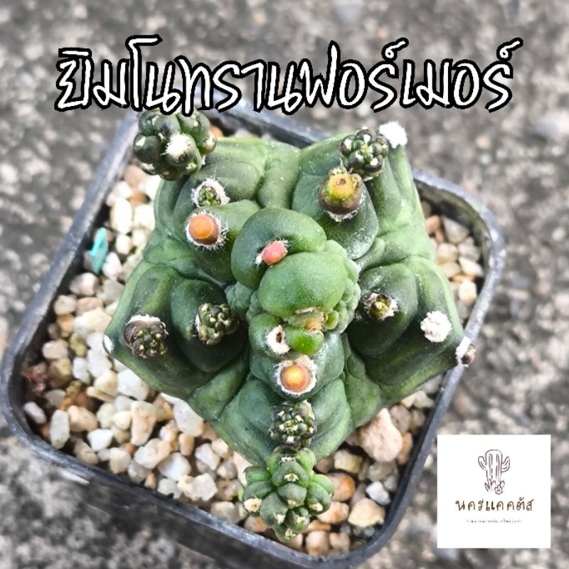 ยิมโนมอนส์ ทรานฟอร์เมอร์ Gymnocalycium Montrose Transformer
