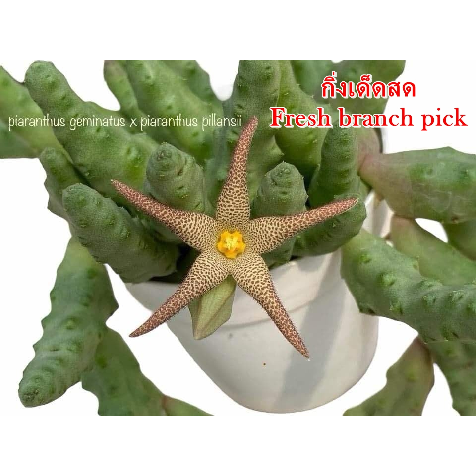 เก๋งจีน Piaranthus Geminatus x Piaranthus Pillansii *กิ่งเด็ดสด* แคคตัส ไม้อวบน้ำ Cactus and Succulent