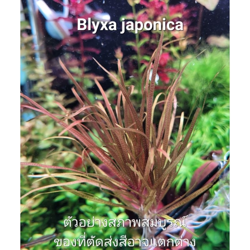 Blyxa japonica ไม้กลางตู้ (แดงได้ถ้าไฟปุ๋ยพอ)