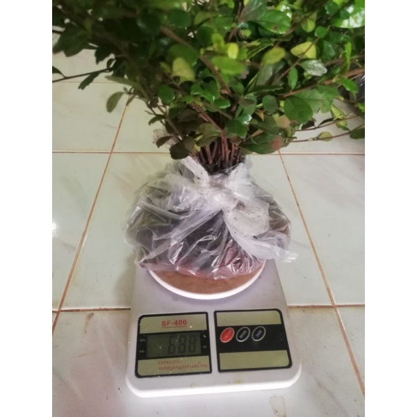ต้นชา​ฮกเกี้ยน​แบบกิ่งติดราก​ ชุด​ 50 กิ่ง​ ราคา​ 85 บาท​ค่ะ(สั่งเกิน1ชุดทางร้านจะทำเป็นมัดละ100กิ่งมีแถมในมัดไปนะคะ)