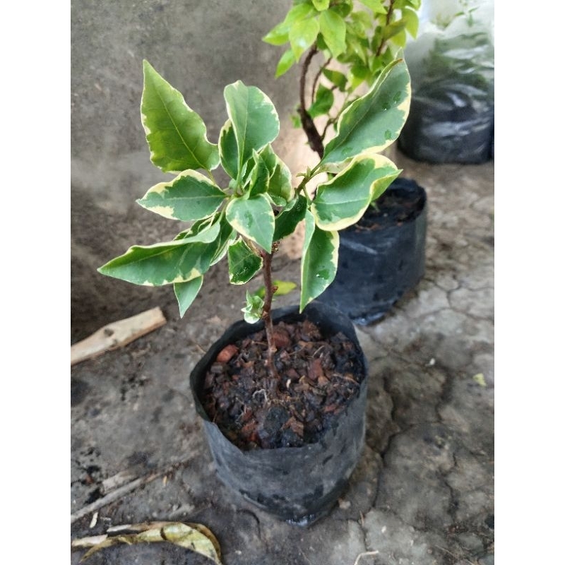 เฟื่องฟ้าสีชมพูใบด่าง1 ต้น 1 ถุงดำใหญ่สูงประมาณ 20-30ซม. ราคา ถูกที่สุด ดีลบีเคเค แกลเลอรีภาพที่ 3