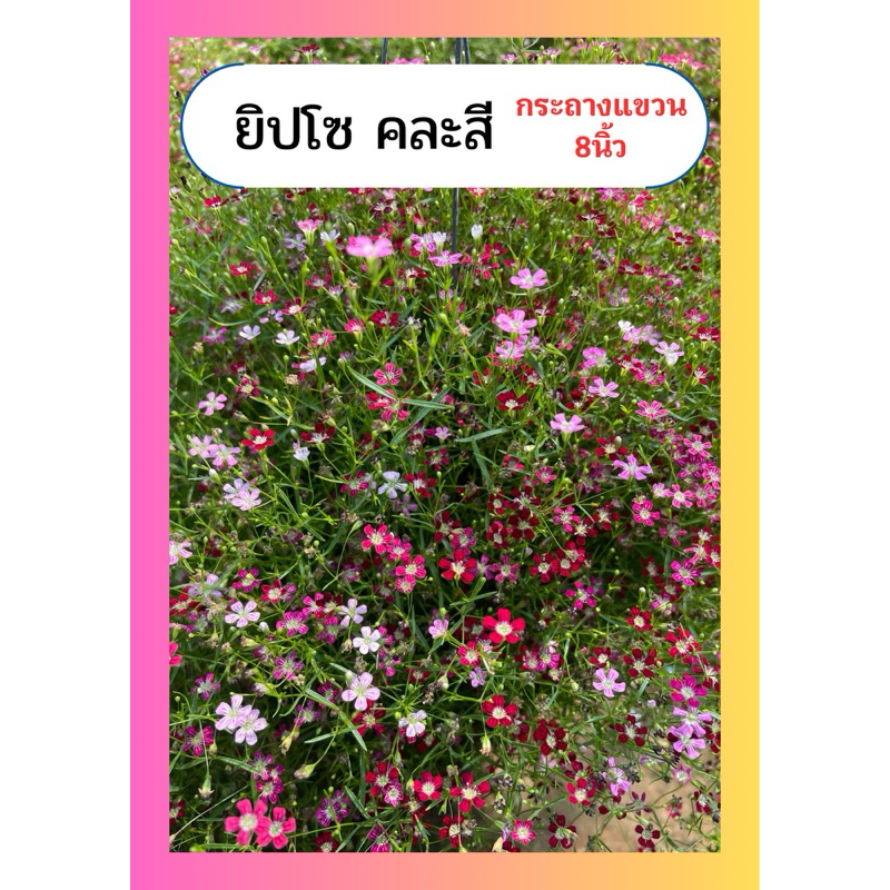 ยิปโซ ดอกยิปโซ คละสี ดอกน่ารัก ทนแดด ฟูใหญ่สวยๆ กระถางแขวน8นิ้ว