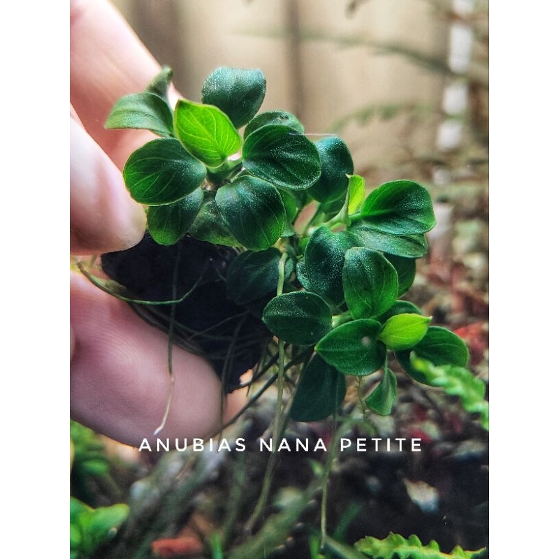 Anubias nana petite เป็นใบน้ำ100%แล้วไม่สามารถอยู่บนบกได้