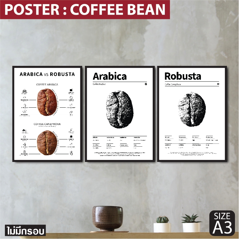 โปสเตอร์ เมล็ดกาแฟ Coffee Bean เปรียบเทียบเมล็ดกาแฟ Robusta vs Arabica สำหรับตกแต่งร้านกาแฟ
