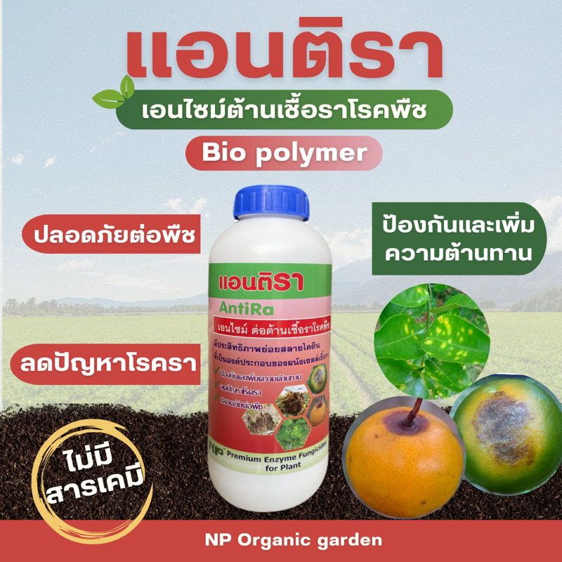 แอนติรา ต่อต้านเชื้อราโรคพืช AntiRa 1000cc ใช้ได้กับทุกพืช เกษตร สวน ปลอดภัย ไร้สารเคมี ดื้อยาต่ำ nporganicgarden