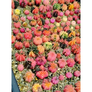 ยิมโนด่าง สีหวานๆ ไม้เมล็ด