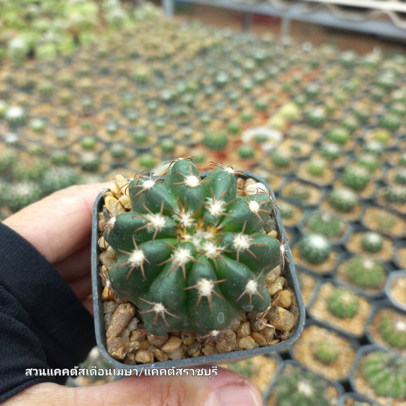 💥 Sale‼💥ดิสโก้ ไฮบริด แคคตัส (Disco hybrid cactus) ขนาดกระถาง 2 นิ้ว