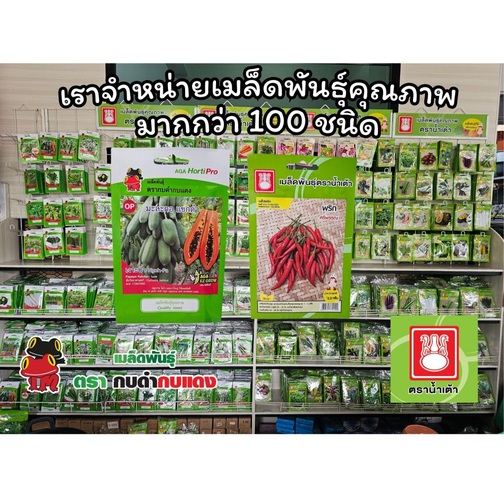 เมล็ดพันธุ์ผัก ซื้อ 10 แถม 1