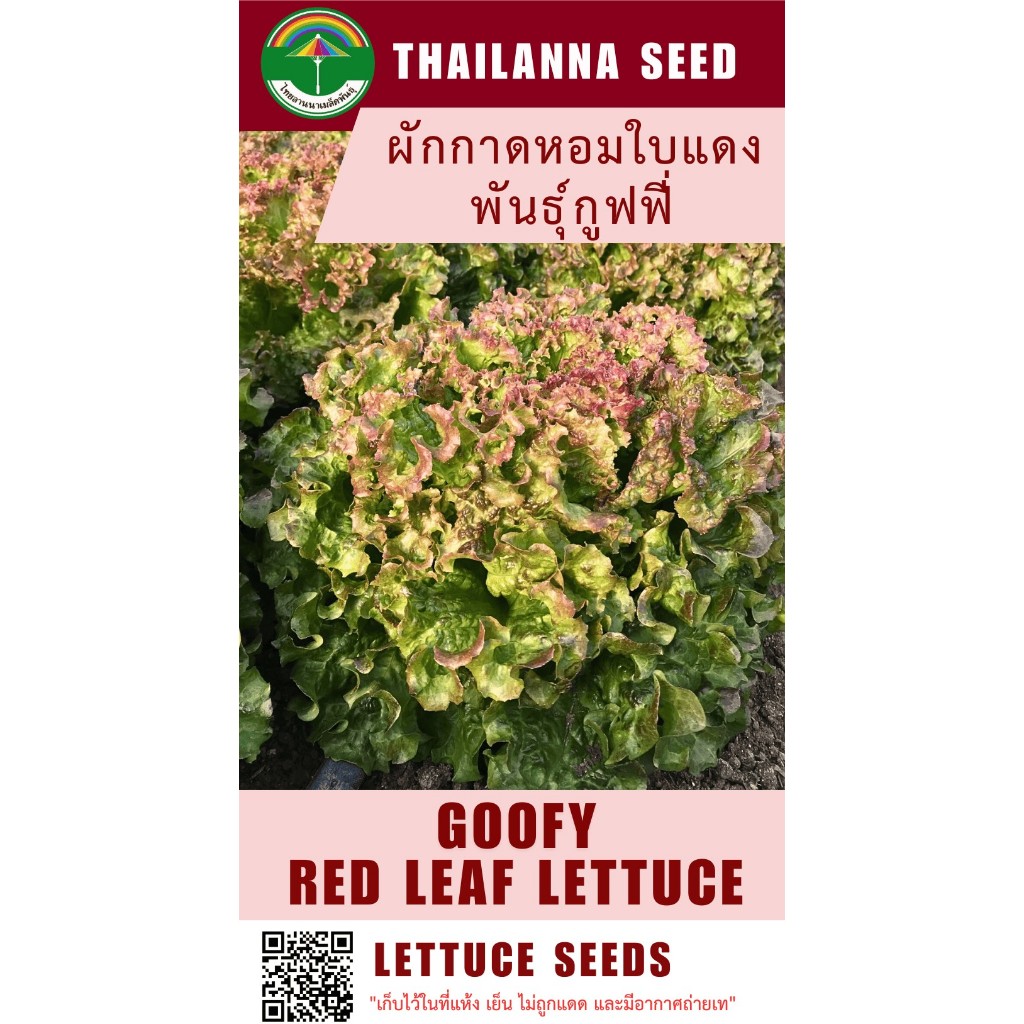 เมล็ดพันธุ์ผักสลัด ผักกาดหอมใบแดง พันธุ์กูฟฟี่ ( ขนาด 0.5 กรัม ) ( เมล็ดเปลือย ) รหัสสินค้า 3032