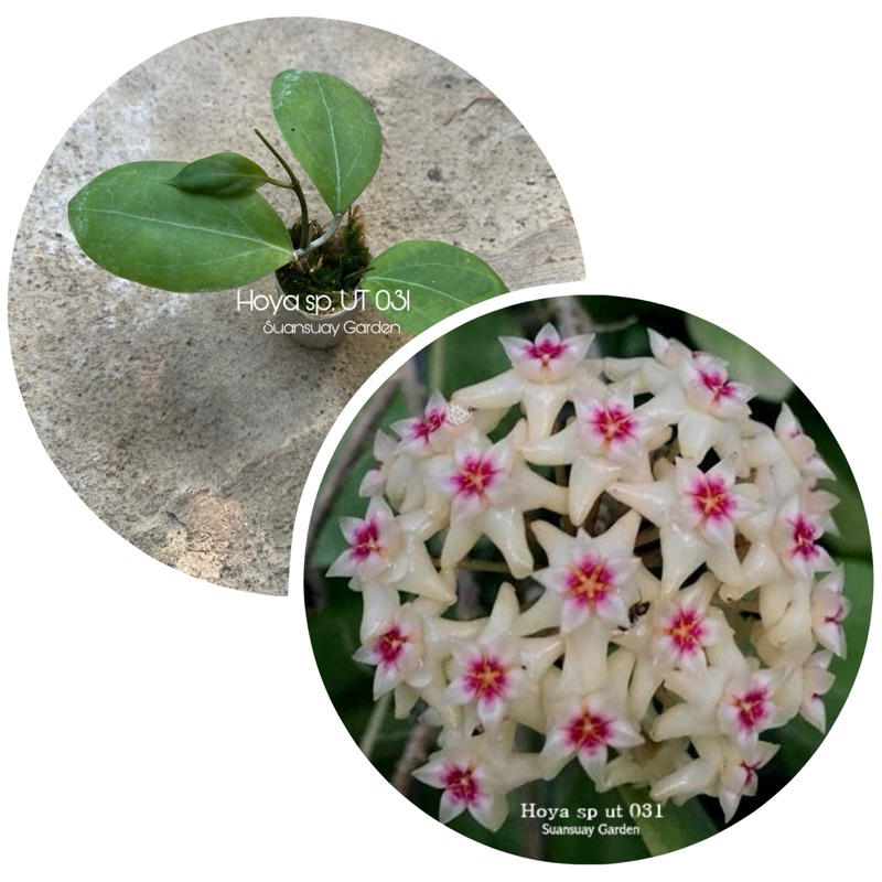 Hoya sp. UT 031 โฮยาดอกกลม มงกุฎดอกสวยสด ดอกหอม จัดส่งในกระถางขนาด 1 นิ้ว