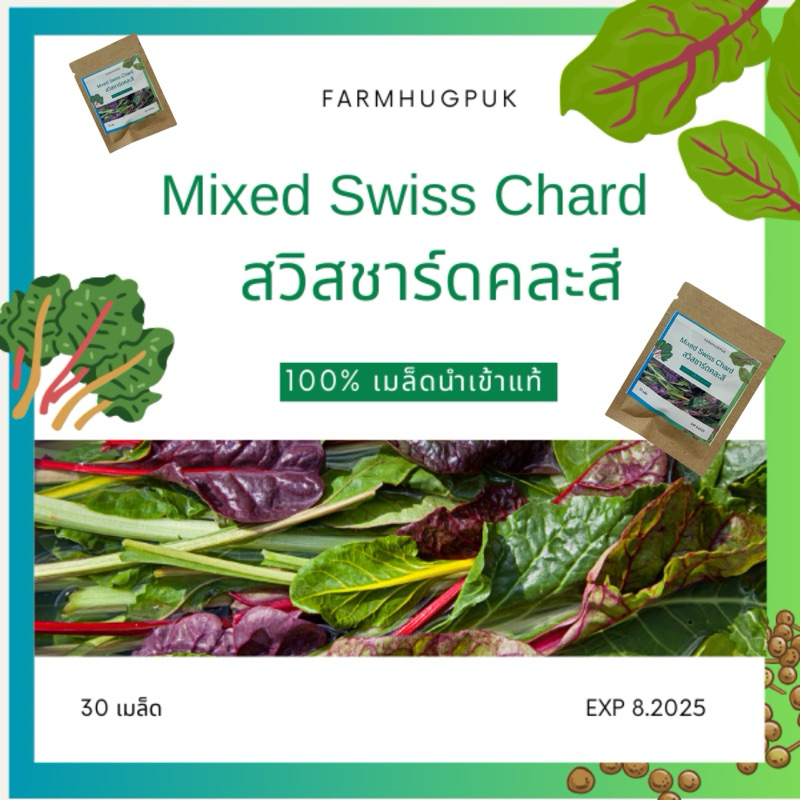 เมล็ดผักพันธุ์สวิสชาร์ด 35 เมล็ด