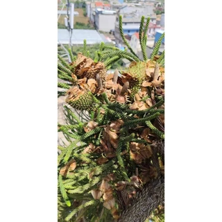 เมล็ดใหม่ 2025 เมล็ดสนฉัตร/สนฉัตรฮาวาย 5.5 กรัม / 30 กรัม Norfolk island pine**ศึกษาวิธีเพาะได้ในรายละเอียดสินค้า**