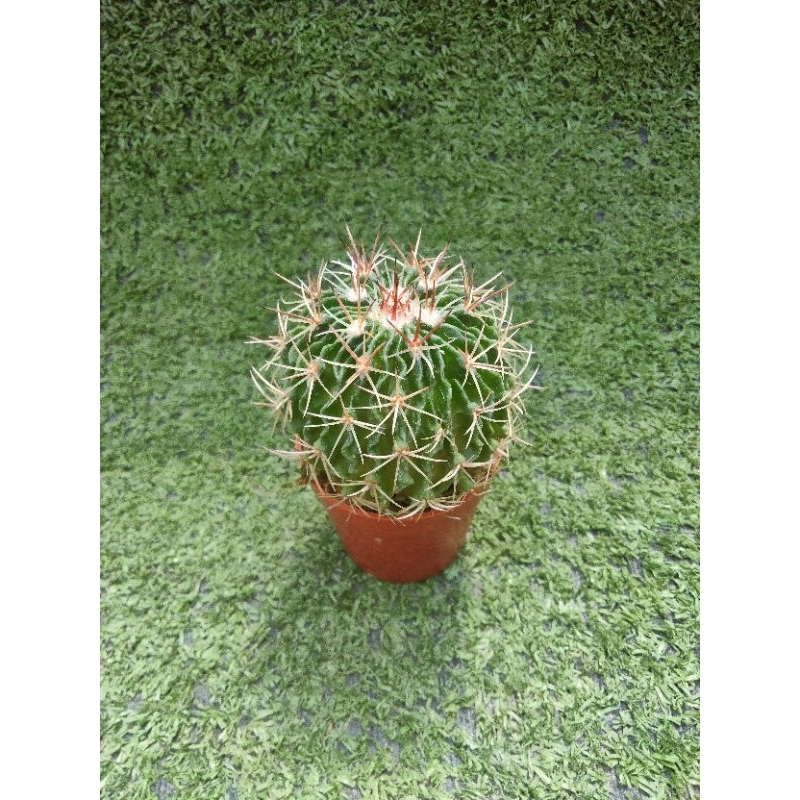 กระบองเพชรคลื่นสมอง [ Stenocactus ] ในกระถาง1นิ้วครึ่ง "