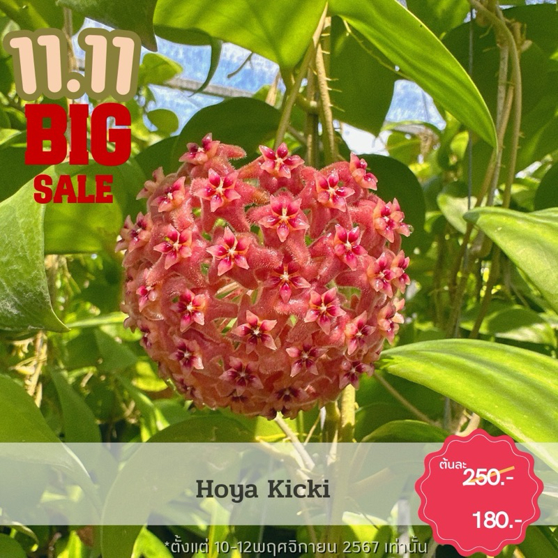 hoya kicki โฮย่าคิกิ ดอกหวาน ไม้แขวนประดับ ส่งต้นติดดอก