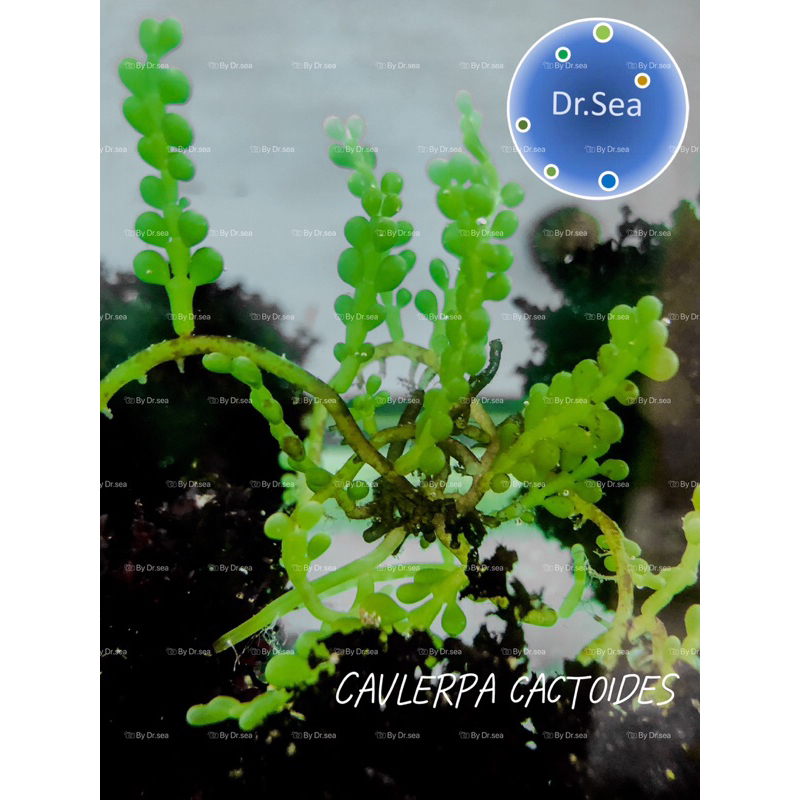 สาหร่ายทะเล Caulerpa cactoides 20กรัม