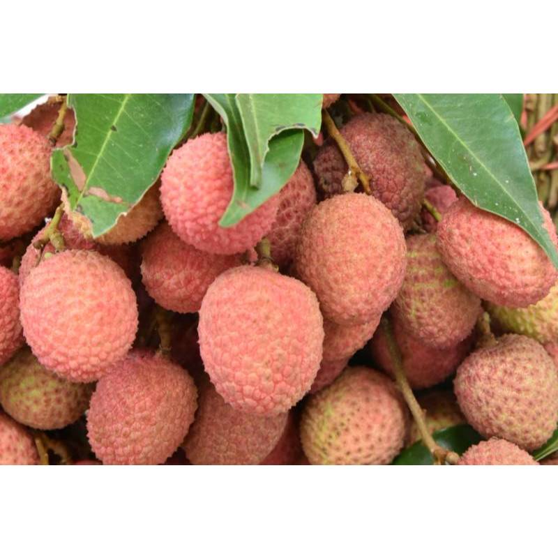 ต้นพันธุ์ ลิ้นจี่ พร้อมปลูกในถุงดำ 29บาท  Litchi ลิ้นจี่ (lychee)  เพาะเมล็ด มีกลิ่นหอม รสชาติหวานอมเปรี้ยว