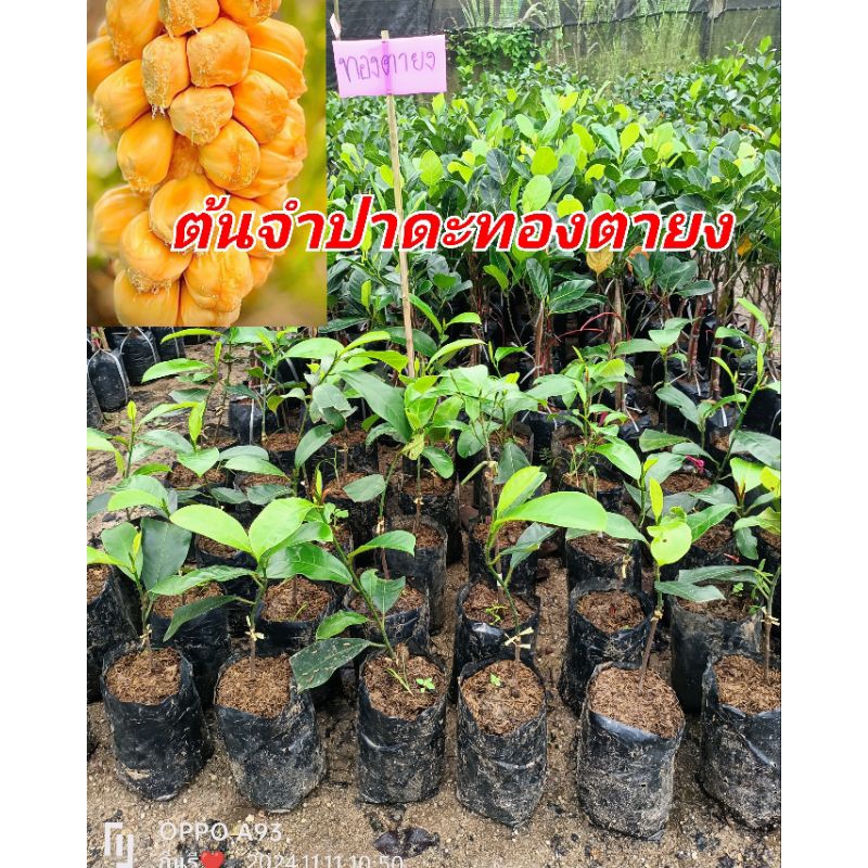 ต้นจำปาดะทองตายง รสหวานไม่เลี่ยน ยุมเยอะ ปลูกง่าย ขนาดต้นสูง50-60ซม.ต้นพันธุ์มีพร้อมส่ง