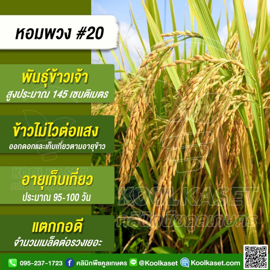พันธุ์​ข้าว ข้าวเจ้า หอมพวง#20 ข้าวนาปี นาปรัง ไม่ไวแสง อายุ 95-100 วัน 1-15 กก. คูลเกษตร ไรซ์ KR3