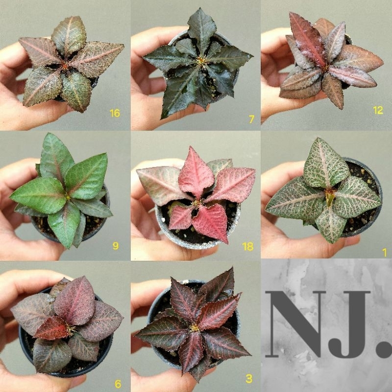 ฟรองซัว ชิไอ ไฮบริด ยูโฟเบีย Euphorbia Francoisii Hybrid ไม้เมล็ด คัดสวยทุกต้น