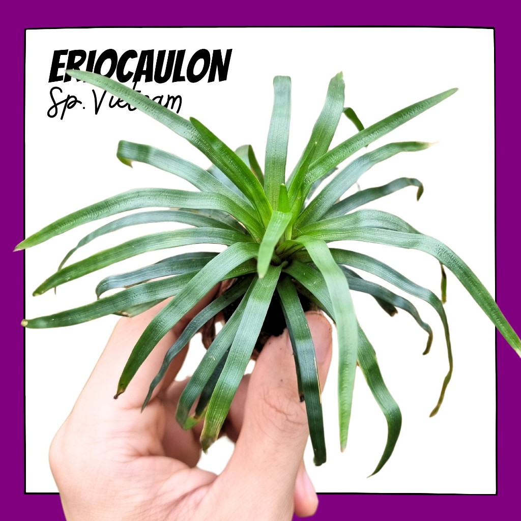 กระดุมเวียดนาม – ERIOCAULON SP. VIETNAM ต้นไม้น้ำ