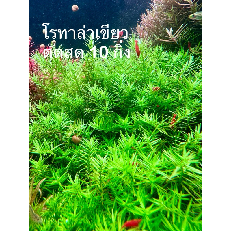 โรทาล่าเขียว ต้นไม้น้าใบน้ำ ตัดสด Rotala green ไม้หลังตู้ ไม้ข้อ ส่งด่วน