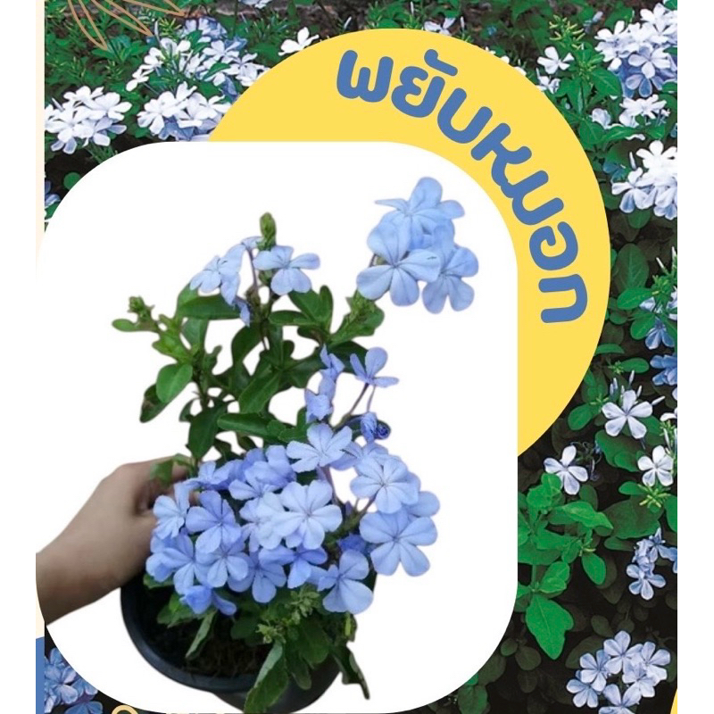 🌿TLPพยับหมอก ต้นติดดอก​ ดอกไม้สีฟ้า​ สีม่วง​ ชอบแดดสวยสดใส